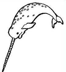 Narwhal clipart #17, Download drawings