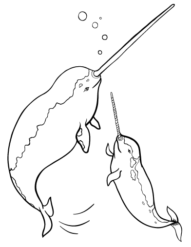 Narwhal coloring #20, Download drawings