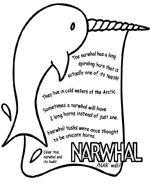 Narwhal coloring #14, Download drawings