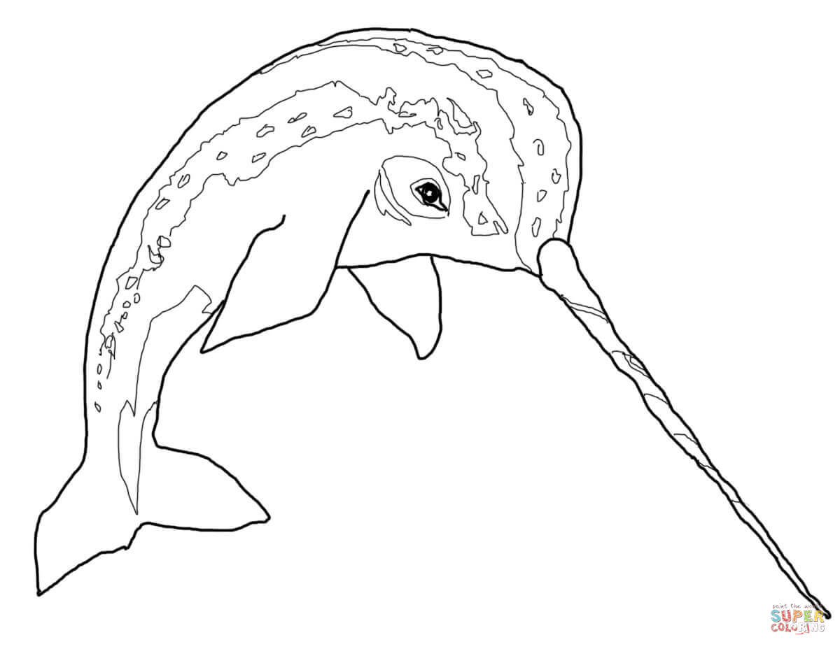 Narwhal coloring #16, Download drawings