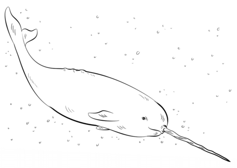 Narwhal coloring #17, Download drawings