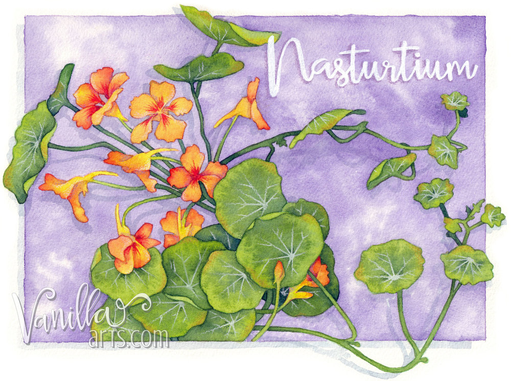 Nasturtium coloring #18, Download drawings