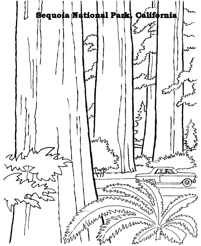 Sequoia National Park coloring #1, Download drawings