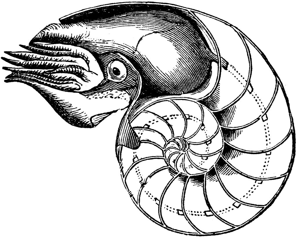Nautilus clipart #4, Download drawings