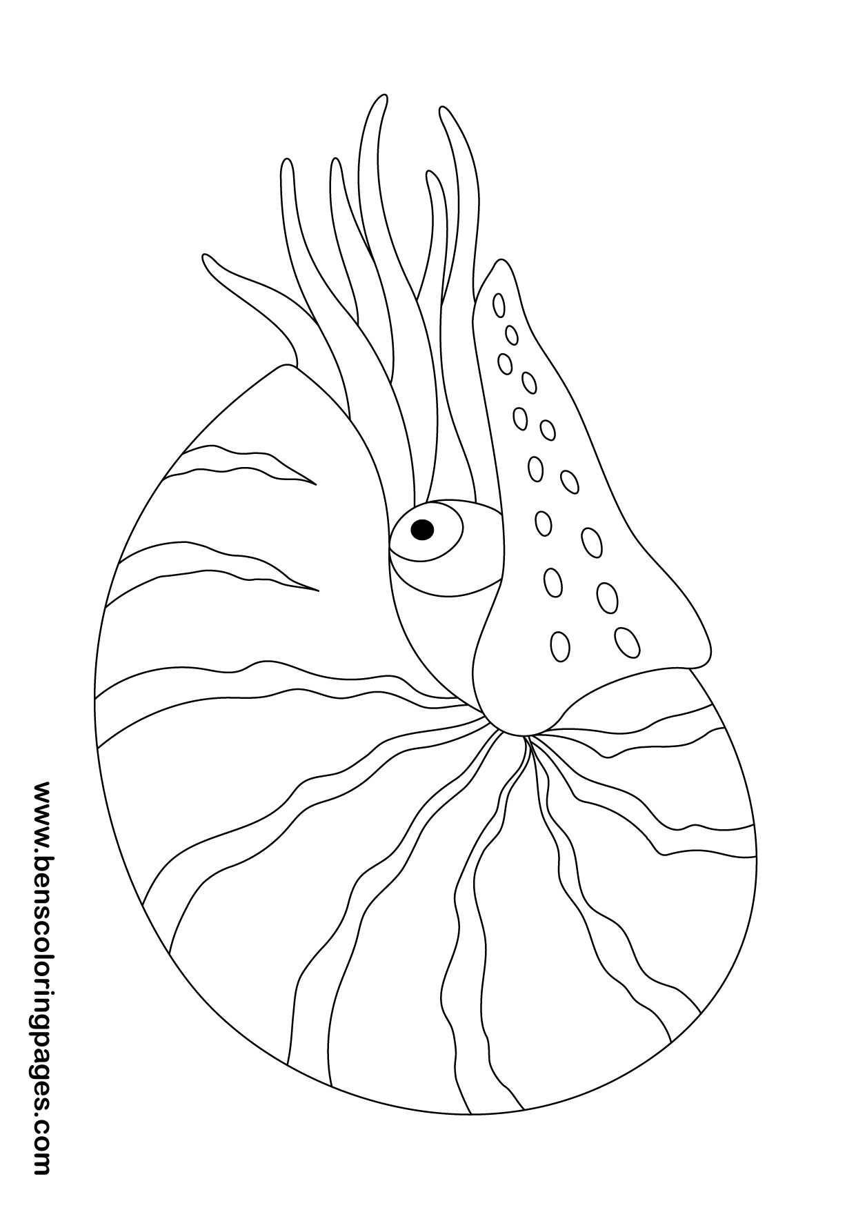 Nautilus coloring #4, Download drawings