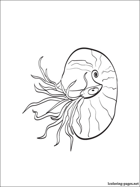 Nautilus coloring #17, Download drawings