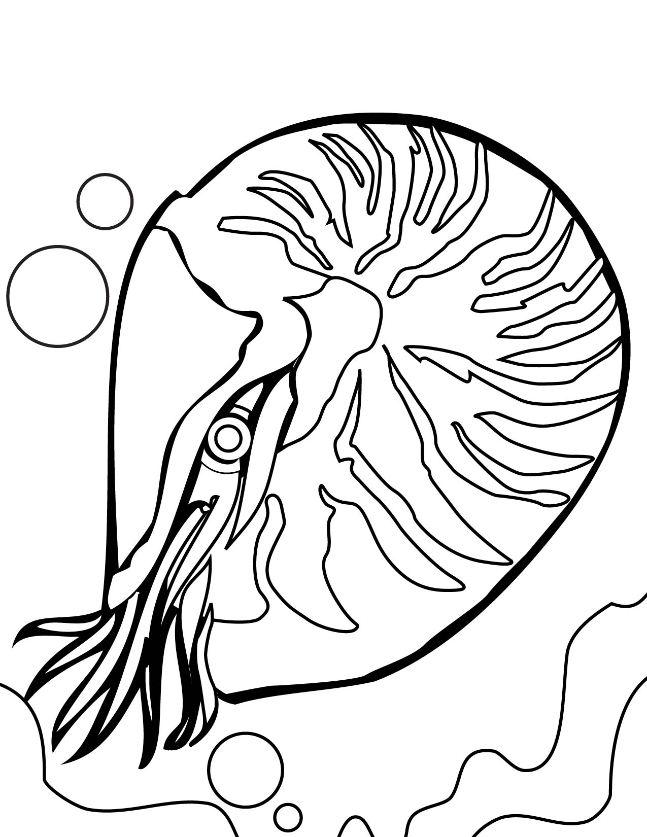 Nautilus coloring #12, Download drawings