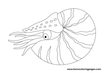 Nautilus coloring #1, Download drawings