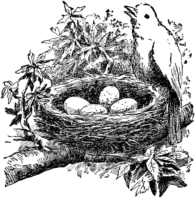 Nest White clipart #5, Download drawings