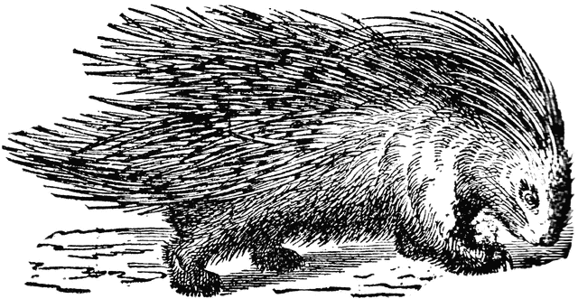 New World Porcupine clipart #3, Download drawings