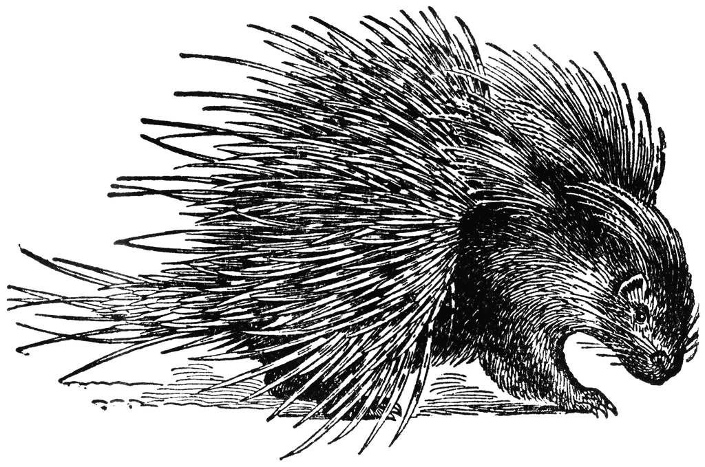 New World Porcupine clipart #11, Download drawings