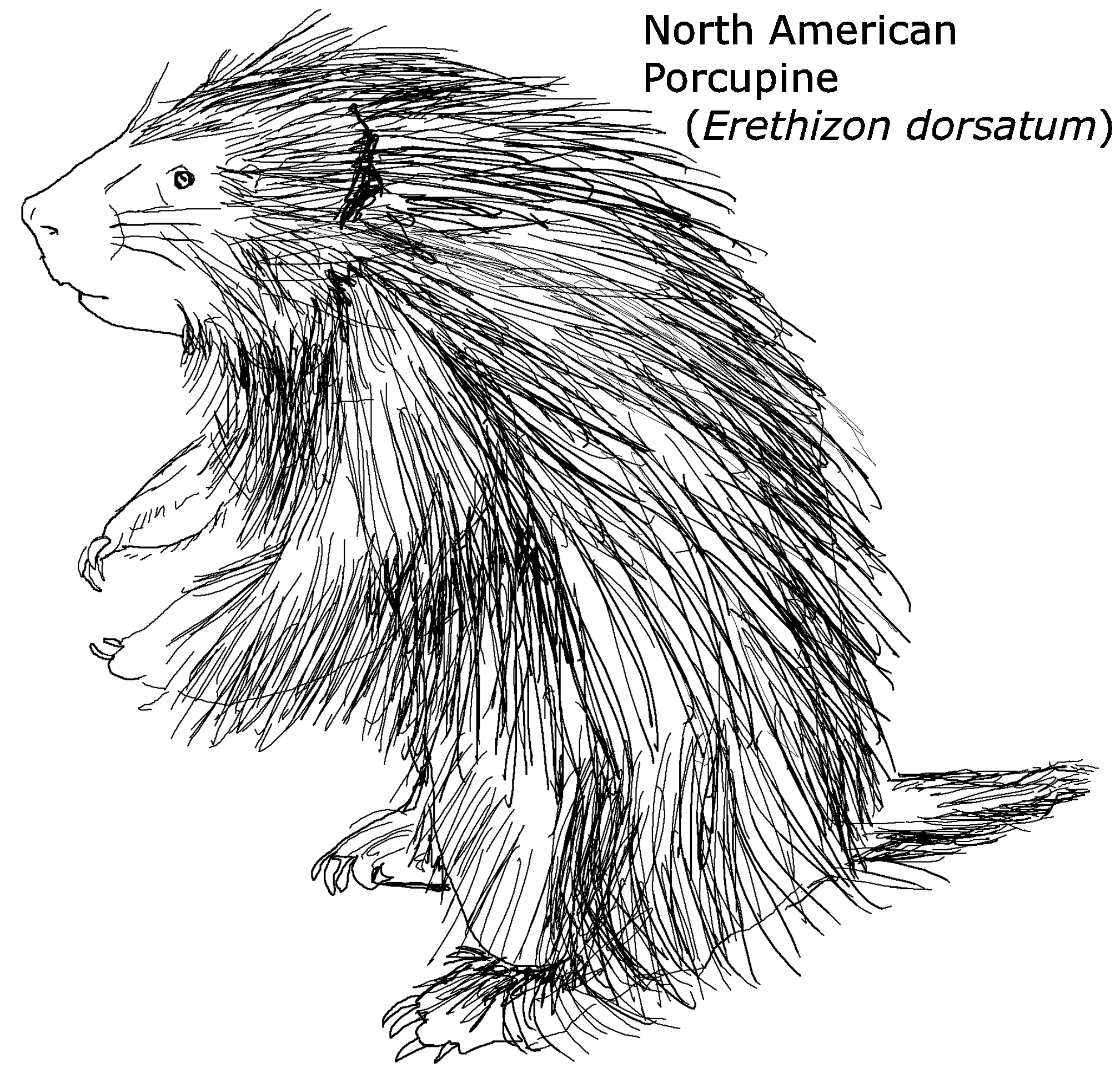 New World Porcupine coloring #4, Download drawings