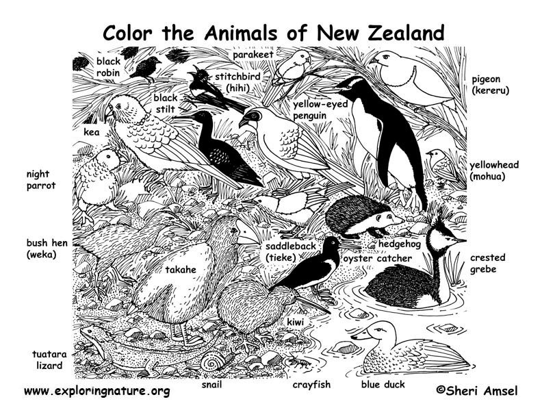 New Zealand coloring #11, Download drawings