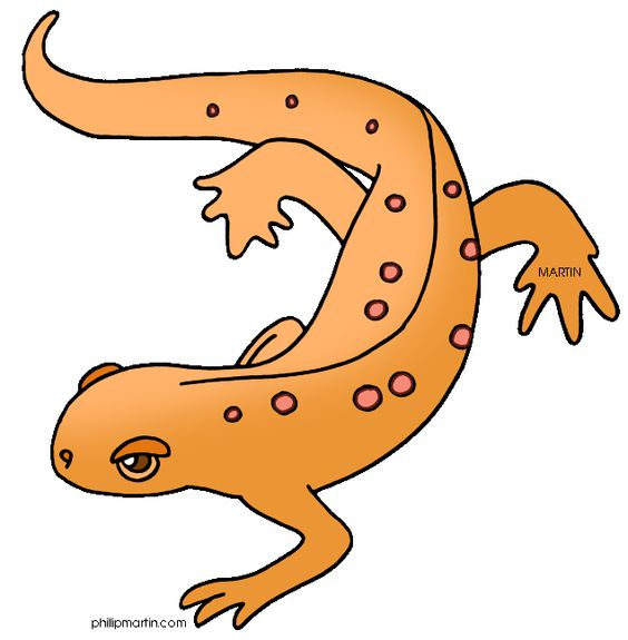 Newt clipart #12, Download drawings