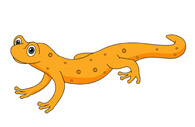 Newt clipart #16, Download drawings