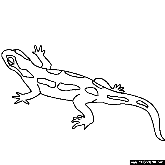 Salamander coloring #19, Download drawings