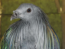Nicobar Pigeon svg #19, Download drawings