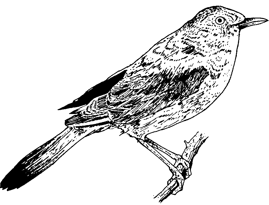 Nightingale clipart #17, Download drawings