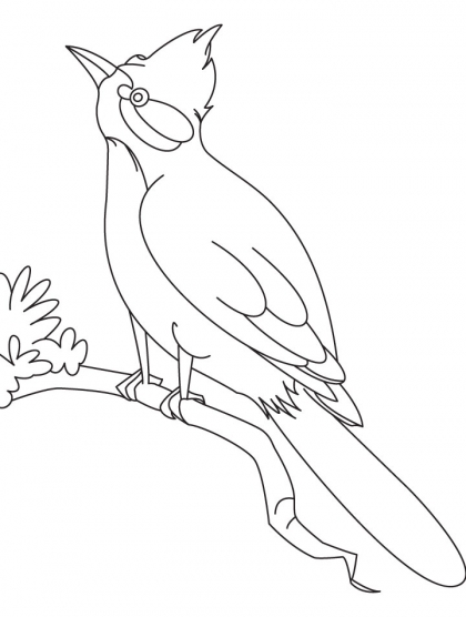 Nightingale coloring #1, Download drawings
