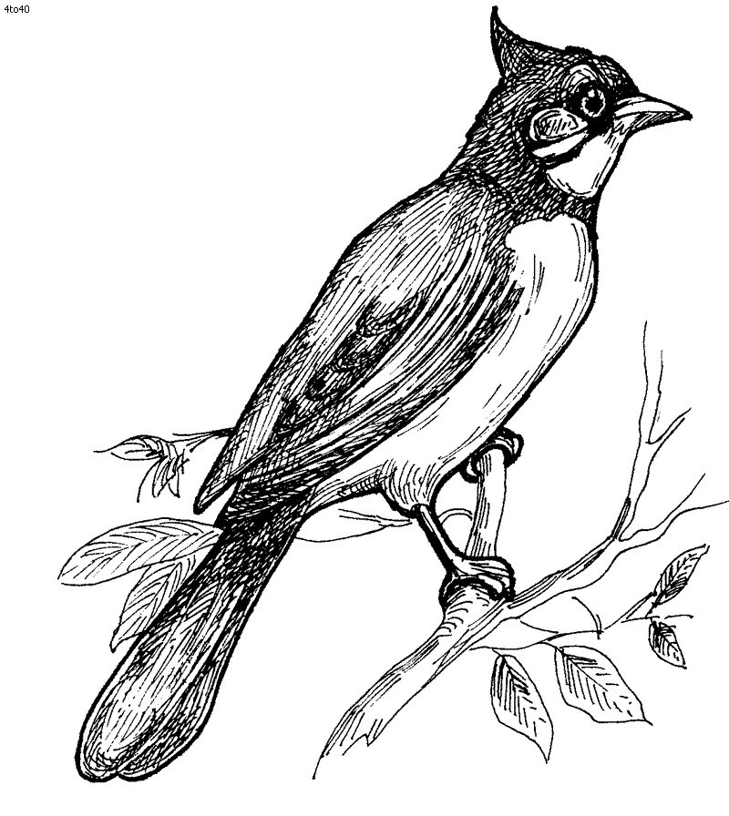 Nightingale coloring #2, Download drawings