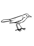 Nightingale coloring #5, Download drawings