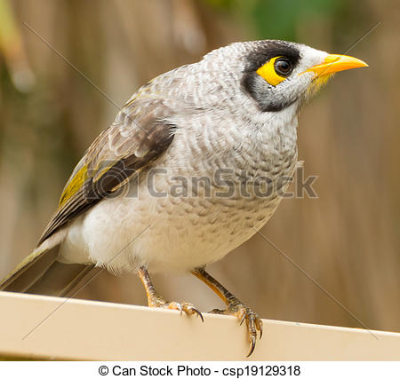 Noisy Miner clipart #16, Download drawings