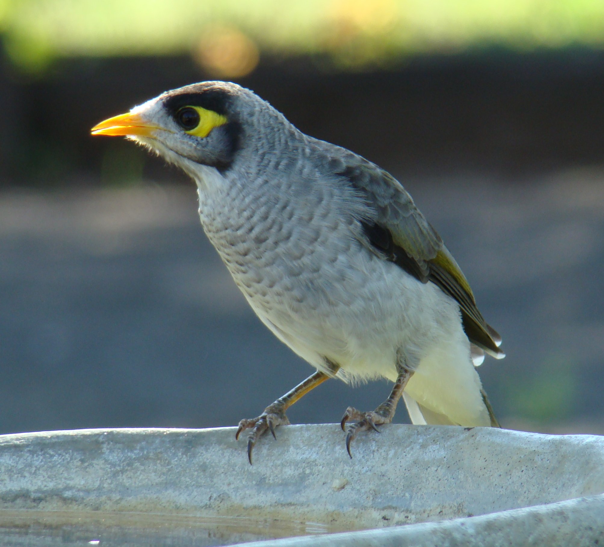 Noisy Miner clipart #20, Download drawings