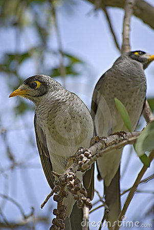 Noisy Miner clipart #12, Download drawings