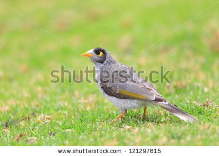 Noisy Miner clipart #11, Download drawings