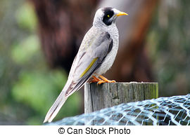 Noisy Miner clipart #9, Download drawings