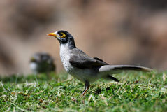 Noisy Miner clipart #10, Download drawings