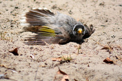 Noisy Miner clipart #7, Download drawings