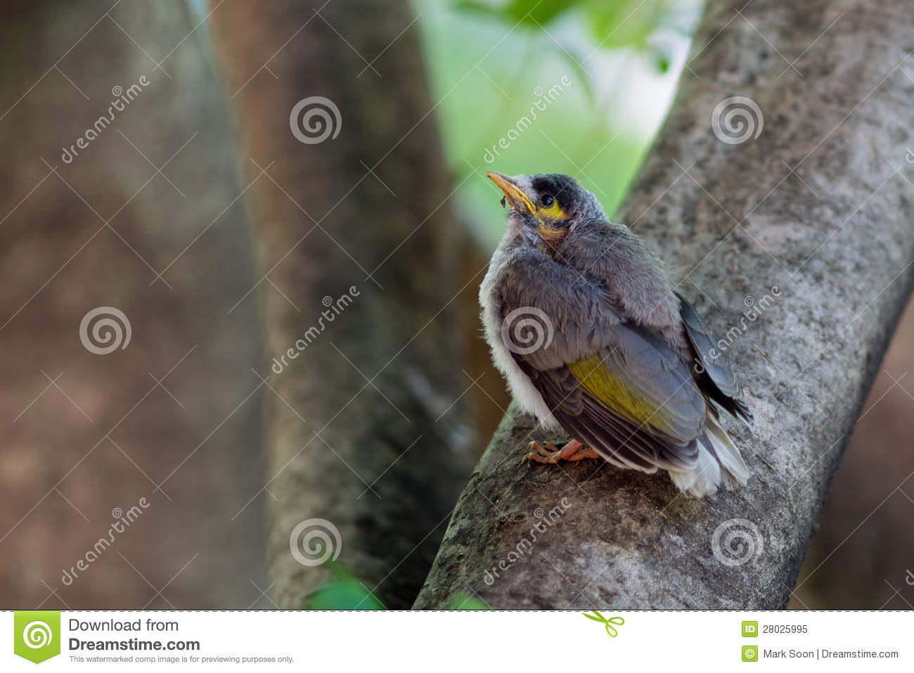 Noisy Miner clipart #4, Download drawings