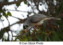 Noisy Miner clipart #19, Download drawings