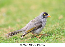 Noisy Miner clipart #18, Download drawings