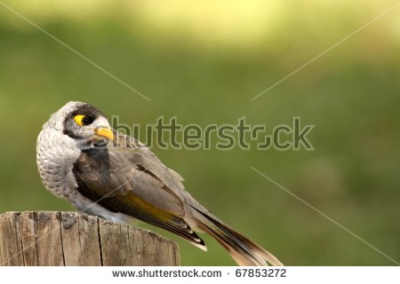 Noisy Miner clipart #6, Download drawings