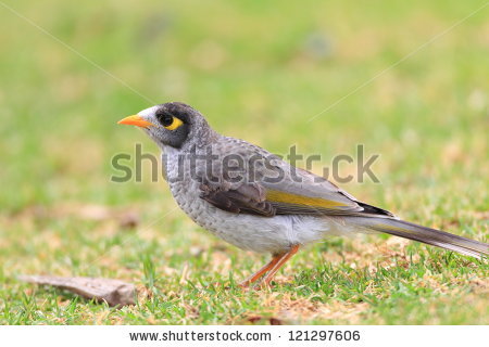 Noisy Miner clipart #7, Download drawings