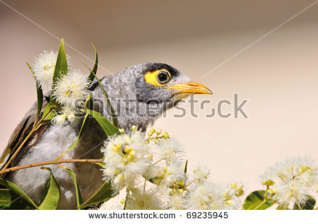 Noisy Miner coloring #12, Download drawings