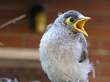 Noisy Miner svg #17, Download drawings