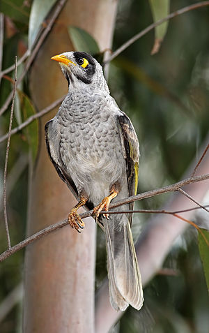 Noisy Miner svg #13, Download drawings