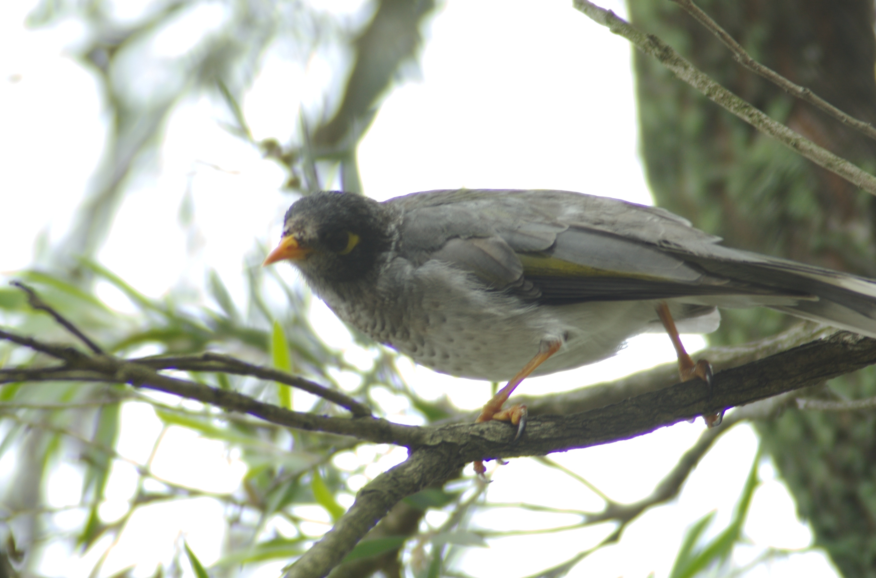 Noisy Miner svg #3, Download drawings