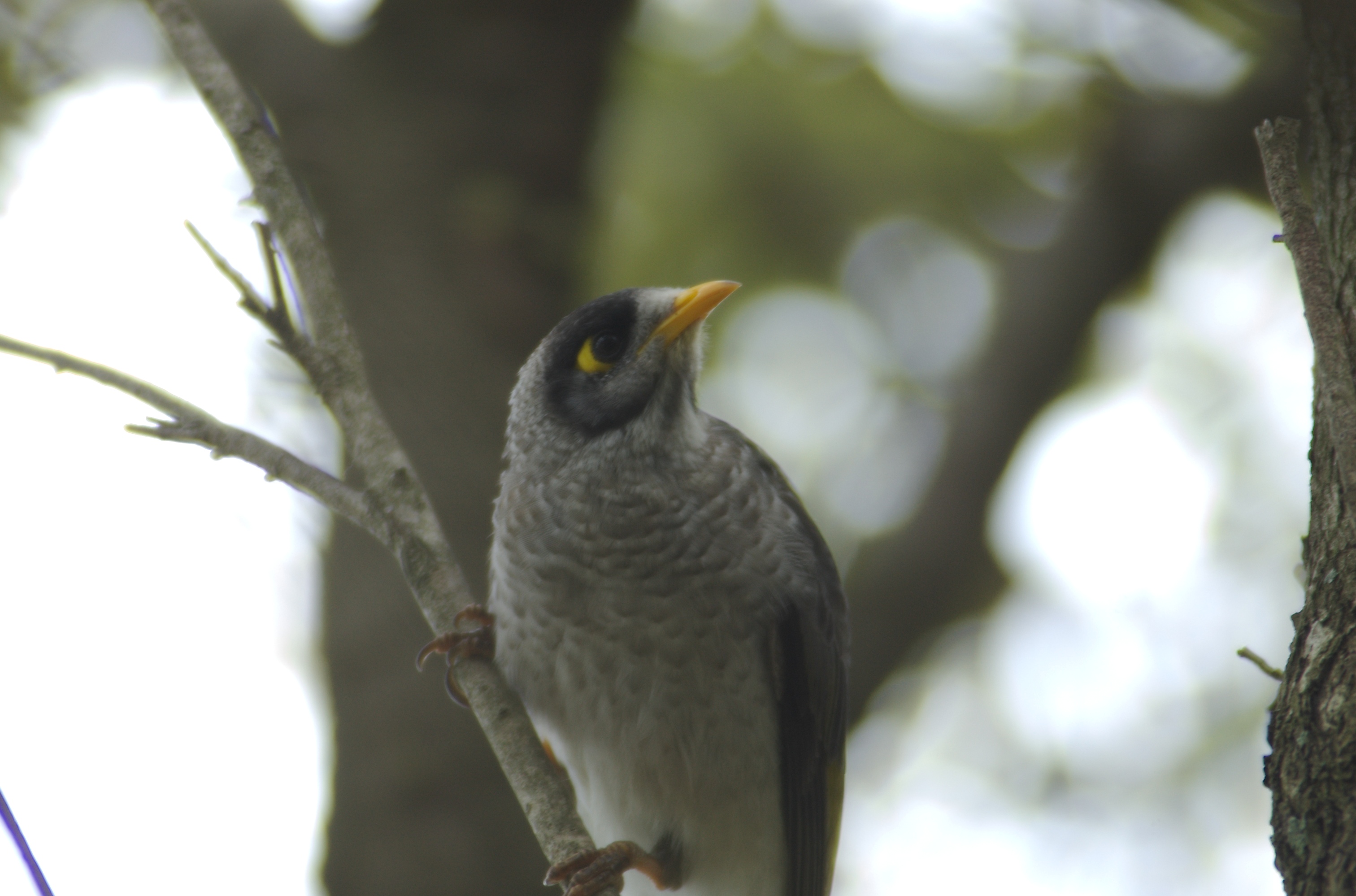 Noisy Miner svg #6, Download drawings