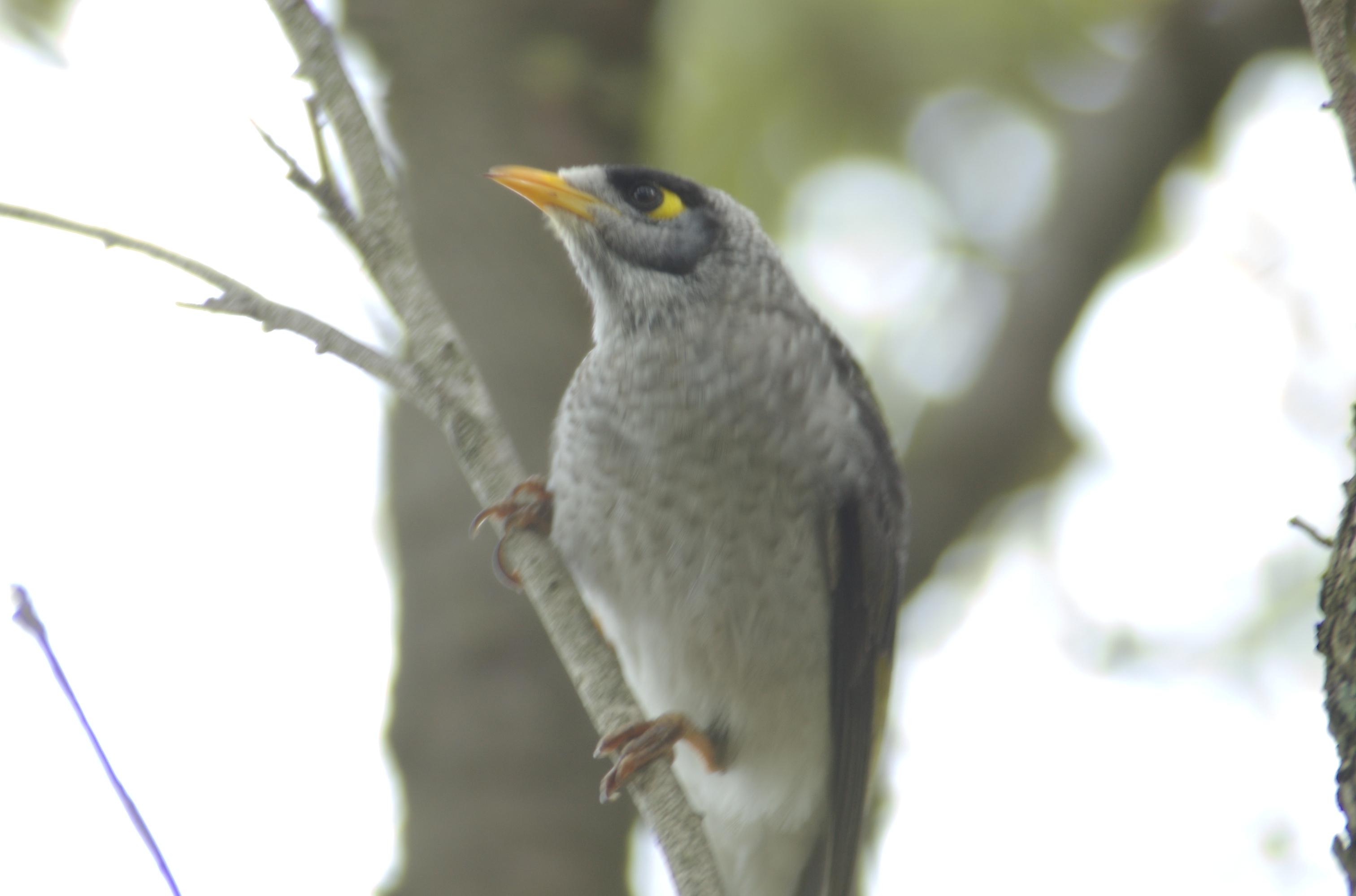 Noisy Miner svg #4, Download drawings