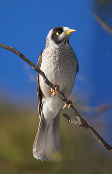 Noisy Miner svg #20, Download drawings