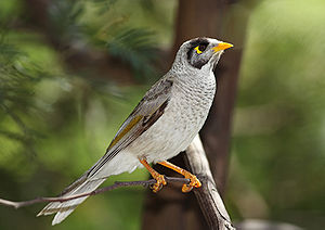 Noisy Miner svg #8, Download drawings