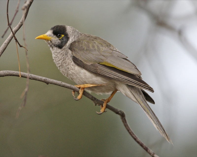Noisy Miner svg #19, Download drawings
