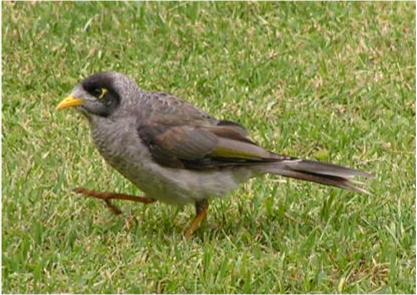 Noisy Miner svg #2, Download drawings