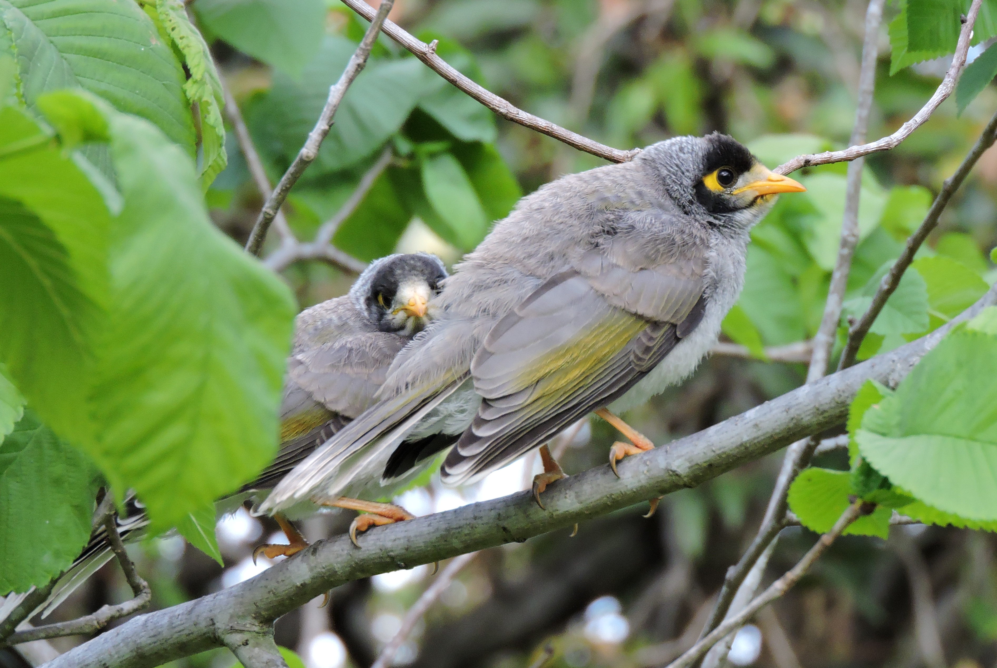 Noisy Miner svg #14, Download drawings