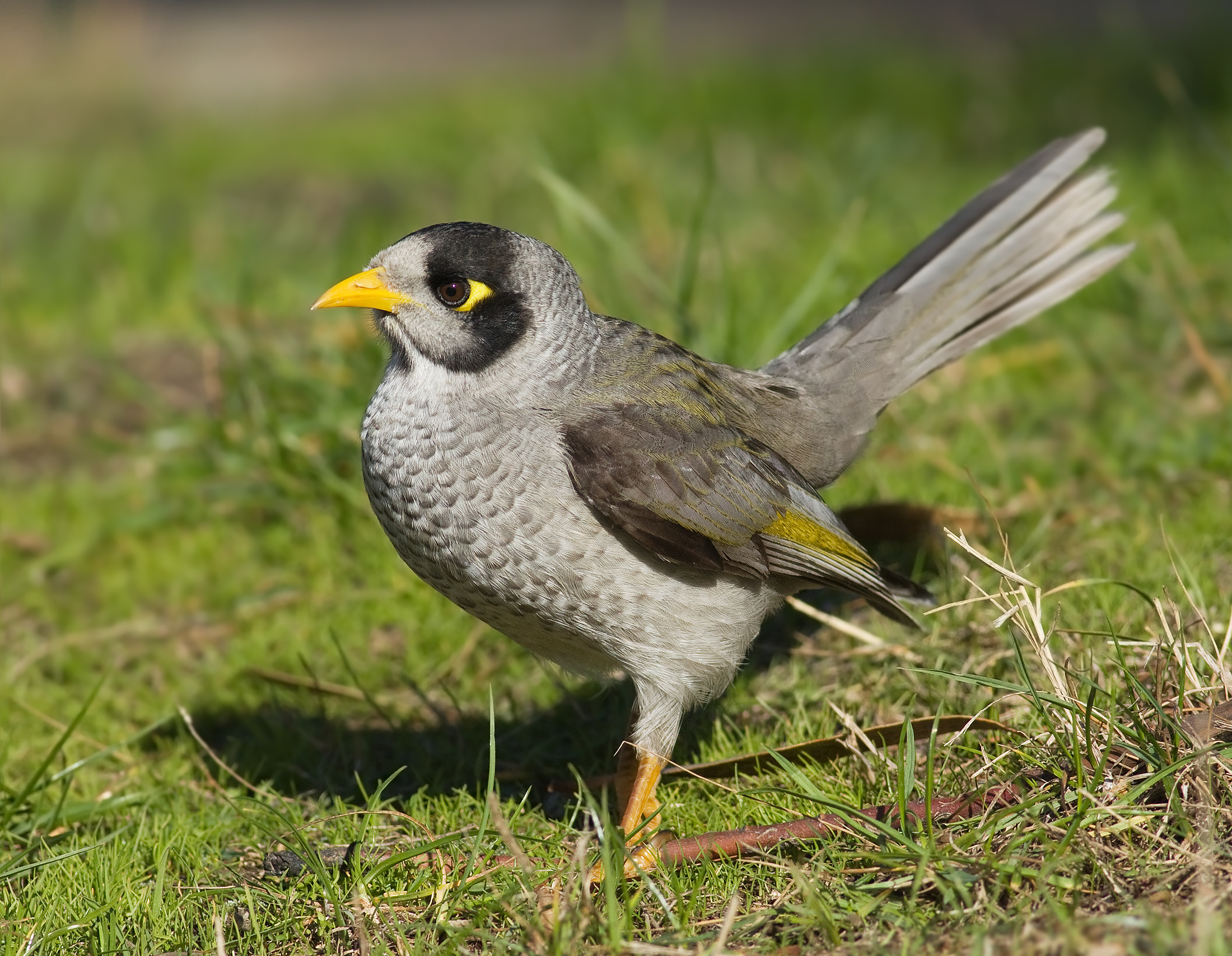 Noisy Miner svg #15, Download drawings