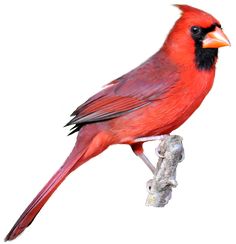 Northern Cardinal clipart #10, Download drawings
